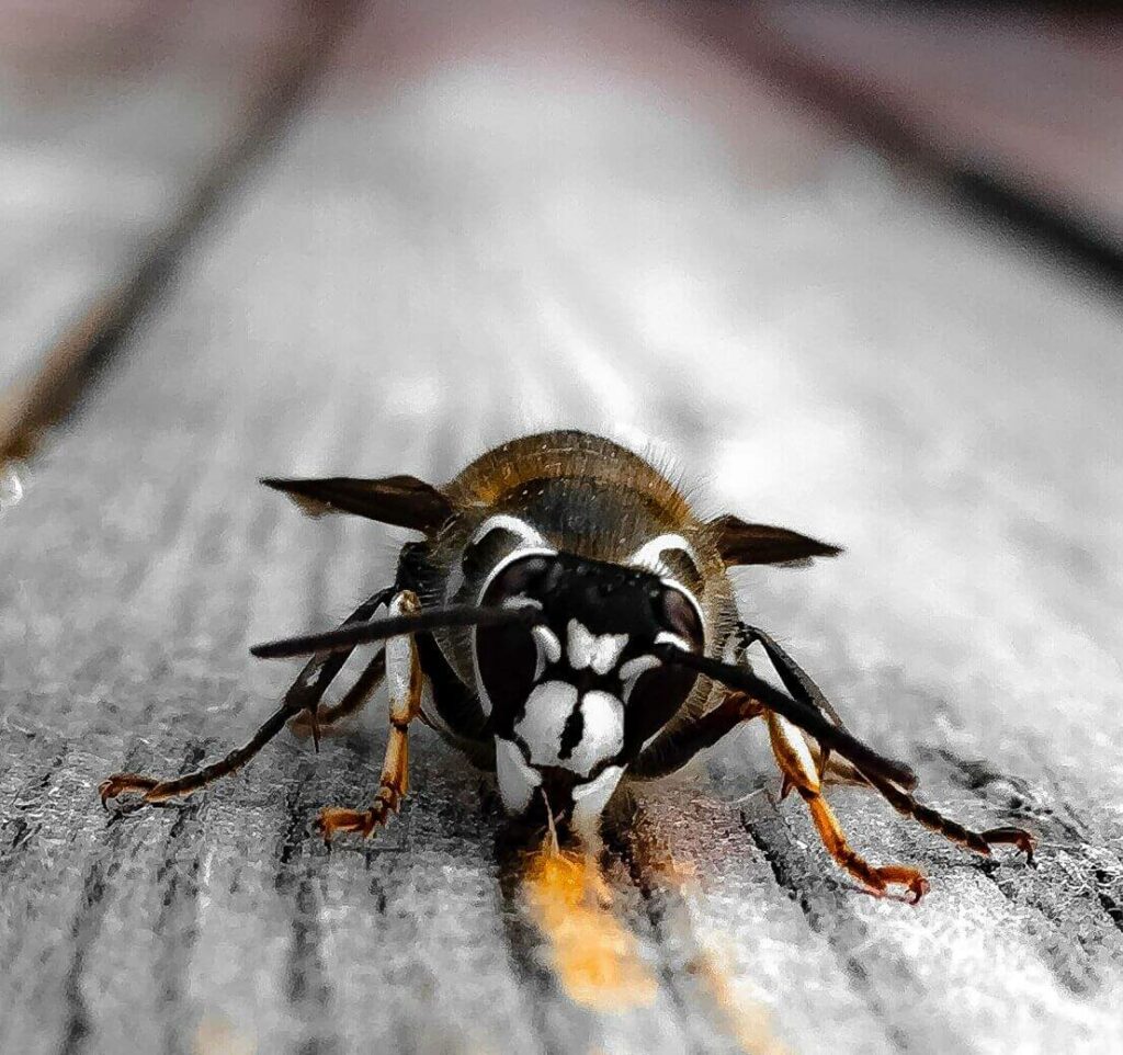 Bald-faced hornets have black bodies and a primarily white-patterned face, similar to their yellowjacket relatives.