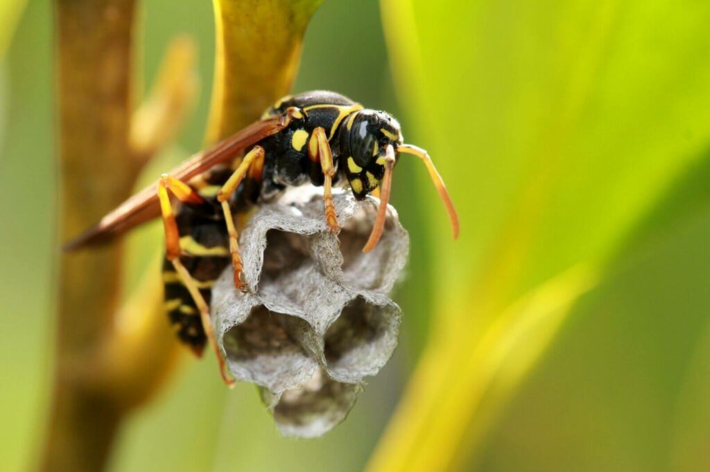 Paper Wasp building a nest