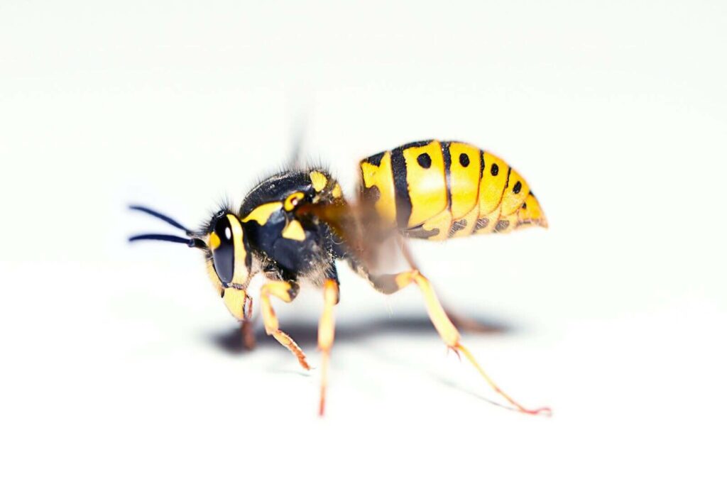 The Yellow Jacket is a predatory insect native to North America that constructs a massive nest to shelter its population.