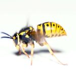 The Yellow Jacket is a predatory insect native to North America that constructs a massive nest to shelter its population.