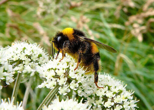 Bumblebees are large yellow and black flying insects that make a distinctive buzzing sound.