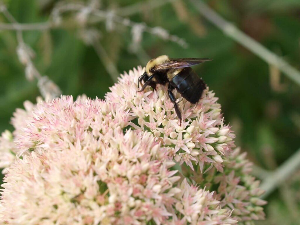 A carpenter bee is busy pollinating sedum, an autumn-blooming succulent.