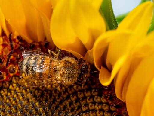 Honey bees are mustard yellow and brown in color.