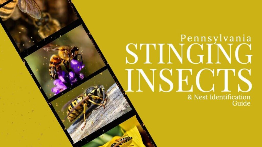 Pennsylvania Stinging Insect Guide Banner Image