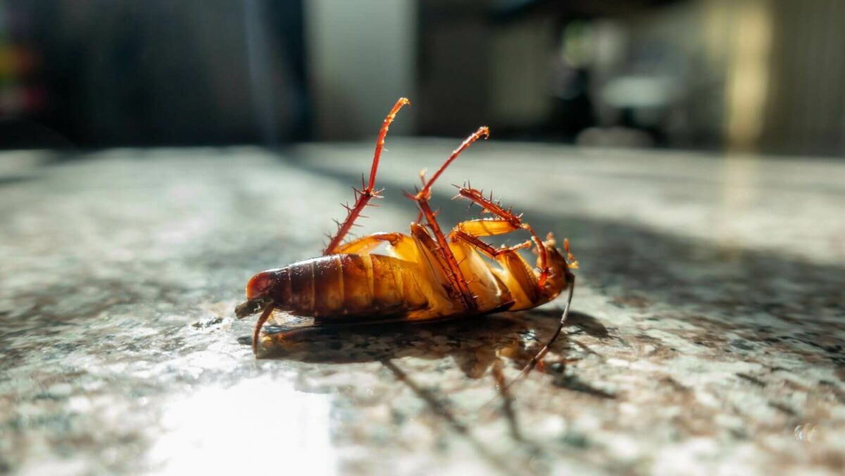 5 Effective Cockroach Control Tips - Keep Your Home Roach-Free | Pestcor